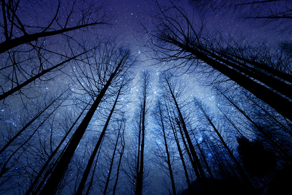 Forêt nocturne sous un ciel étoilé