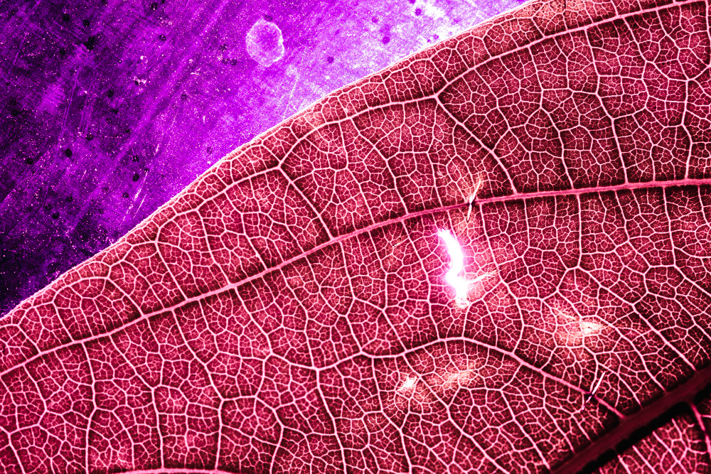 Formes microscopiques observées sous une lentille